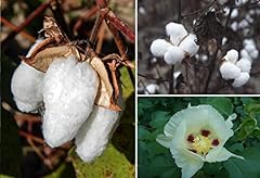 Mexican white cotton for sale  Delivered anywhere in UK
