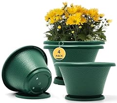 Quarut inch plant for sale  Delivered anywhere in USA 