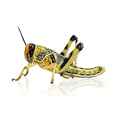 100 small locusts for sale  Delivered anywhere in UK