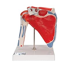 Scientific a880 shoulder for sale  Delivered anywhere in USA 