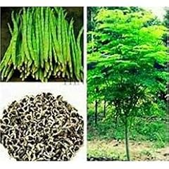 Moringa seeds organic for sale  Delivered anywhere in USA 