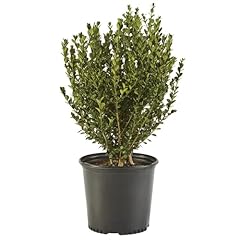 Shrub wintergreen boxwood for sale  Delivered anywhere in USA 