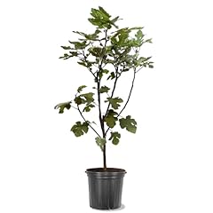 Generic lsu purple for sale  Delivered anywhere in USA 