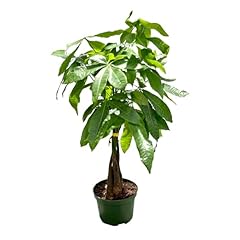 Live money tree for sale  Delivered anywhere in USA 