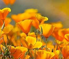 Exotic strains poppy for sale  Delivered anywhere in USA 