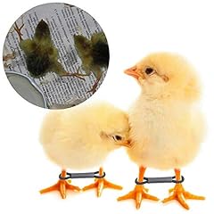 Pack baby chick for sale  Delivered anywhere in UK
