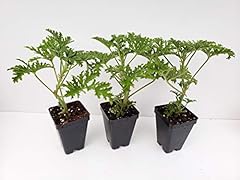 Live citronella starter for sale  Delivered anywhere in USA 