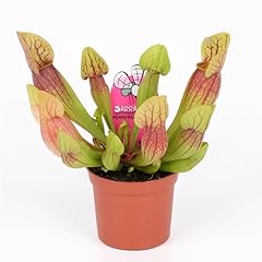 Sarracenia trumpet pitcher for sale  Delivered anywhere in Ireland