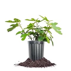 Perfect plants fignomenal for sale  Delivered anywhere in USA 
