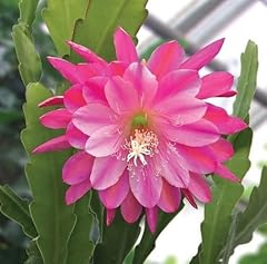 Graines fleurs épiphyllum d'occasion  Livré partout en France
