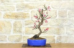 Bonsai prunus mume usato  Spedito ovunque in Italia 