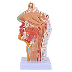 Oewnvmd modèle anatomie d'occasion  Livré partout en France