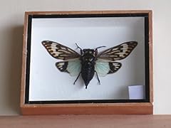 Eden gifts taxidermy for sale  Delivered anywhere in UK