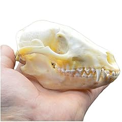 Luckfy raccoon skull for sale  Delivered anywhere in UK