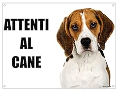 Beagle attenti cane usato  Spedito ovunque in Italia 