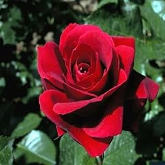 Pianta vera rosa usato  Spedito ovunque in Italia 