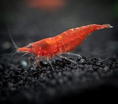 Aquatics fire red for sale  Delivered anywhere in UK