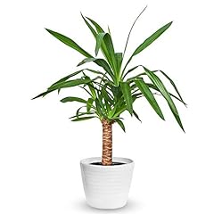 Yucca elephantipes houseplant for sale  Delivered anywhere in UK