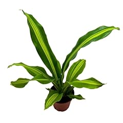 Bubbleblooms dracaena fragrans for sale  Delivered anywhere in USA 