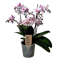 Plant box phalaenopsis d'occasion  Livré partout en France