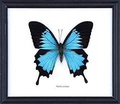 Blue swallowtail butterfly for sale  Delivered anywhere in UK