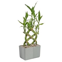 Costa farms lucky for sale  Delivered anywhere in USA 