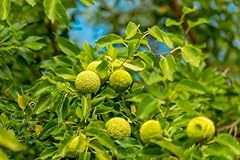 Osage orange tree for sale  Delivered anywhere in USA 