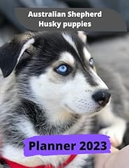 Australian shepherd husky for sale  Delivered anywhere in USA 