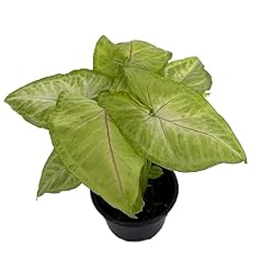 Sale golden allusion for sale  Delivered anywhere in USA 