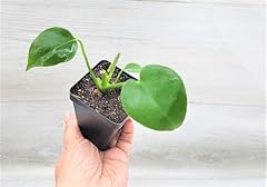 Monstera deliciosa live for sale  Delivered anywhere in USA 