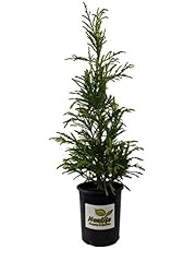 Radicans cryptomeria tree for sale  Delivered anywhere in USA 