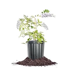 Perfect plants white for sale  Delivered anywhere in USA 