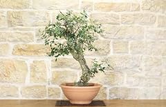 Pre bonsai yamadori usato  Spedito ovunque in Italia 