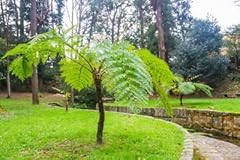 Cyathea cooperi schuppen gebraucht kaufen  Wird an jeden Ort in Deutschland