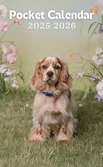 Cocker spaniel 2025 for sale  Delivered anywhere in USA 