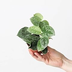 Scindapsus pictus silvery for sale  Delivered anywhere in UK