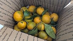 Pounds fresh satsuma for sale  Delivered anywhere in USA 