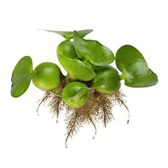 Chalily water hyacinth for sale  Delivered anywhere in USA 