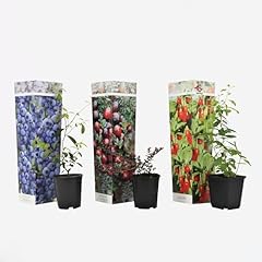 Plant box superfrutti usato  Spedito ovunque in Italia 