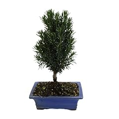 Kentis bonsai tasso usato  Spedito ovunque in Italia 