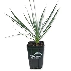 Silver yucca live for sale  Delivered anywhere in USA 