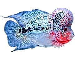 Coralslover freshwater fishes for sale  Delivered anywhere in USA 