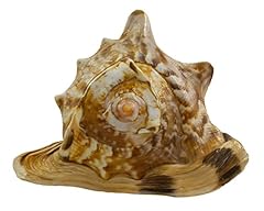 Shell king helmet for sale  Delivered anywhere in USA 