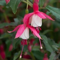 Carbeth plants fuchsia for sale  Delivered anywhere in UK