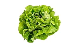 500 buttercrunch lettuce for sale  Delivered anywhere in USA 