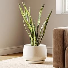 Tauci ceramic planters for sale  Delivered anywhere in USA 