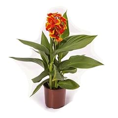 Canna red golden for sale  Delivered anywhere in UK