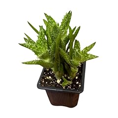 Plantvers aloe juvenna for sale  Delivered anywhere in USA 