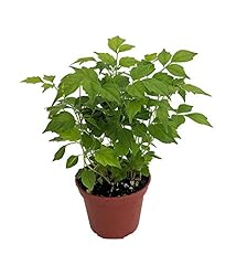 China doll plant for sale  Delivered anywhere in USA 