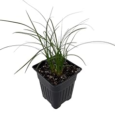 Ponytail palm pot for sale  Delivered anywhere in USA 